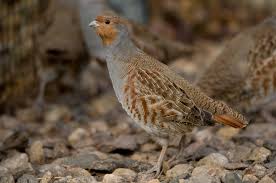 Attēlu rezultāti vaicājumam “Perdix perdix”