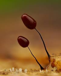 Attēlu rezultāti vaicājumam “Hemitrichia chrysospora macro”