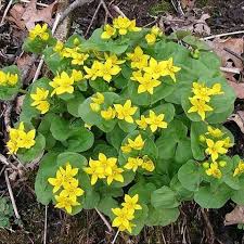 Attēlu rezultāti vaicājumam “Caltha palustris”