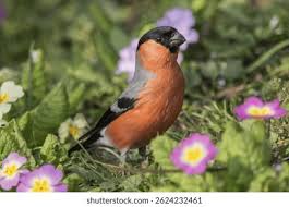 Attēlu rezultāti vaicājumam “Pyrrhula pyrrhula male”