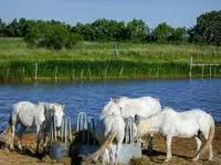 Image result for parque natural de camargue
