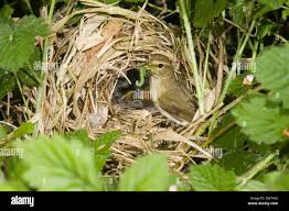 Attēlu rezultāti vaicājumam “Phylloscopus collybita adult”