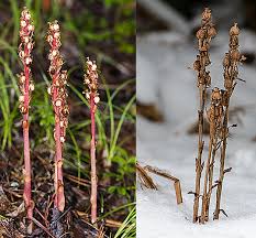 Attēlu rezultāti vaicājumam “Monotropa hypopitys flower”
