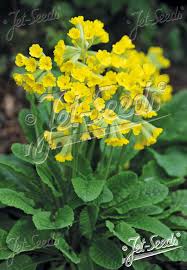 Attēlu rezultāti vaicājumam “Primula veris leaf”