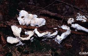 Attēlu rezultāti vaicājumam “Heterobasidion parviporum”