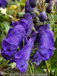 Attēlu rezultāti vaicājumam “Aconitum napellus flower”