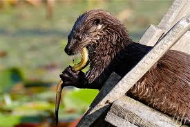 Image result for Eltham Otters