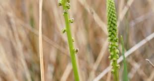 Attēlu rezultāti vaicājumam “Triglochin maritimum fruit”