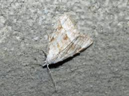 Attēlu rezultāti vaicājumam “Nola aerugula”