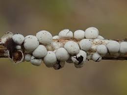 Attēlu rezultāti vaicājumam “Diderma montanum macro”