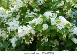 Attēlu rezultāti vaicājumam “Spiraea chamaedryfolia flower”