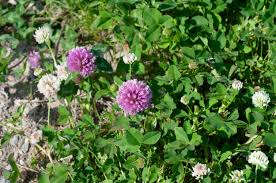 Attēlu rezultāti vaicājumam “Trifolium hybridum”