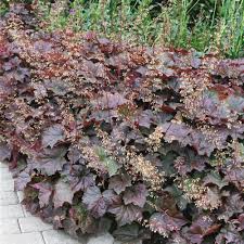 Image result for Heuchera `Palace Purple`