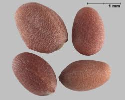 Attēlu rezultāti vaicājumam “Raphanus raphanistrum fruit”