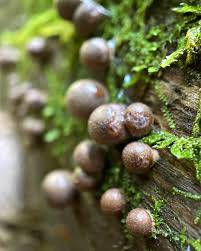 Attēlu rezultāti vaicājumam “Lycogala miserum sessile”