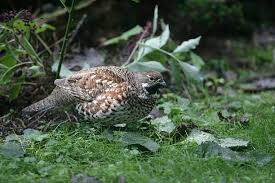 Attēlu rezultāti vaicājumam “Bonasa bonasia eggs”