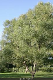 Attēlu rezultāti vaicājumam “Salix alba var. sericea”