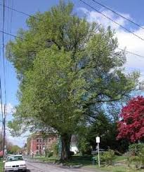 Attēlu rezultāti vaicājumam “Ulmus laevis”