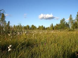 Attēlu rezultāti vaicājumam “Dactylorhiza russowii”