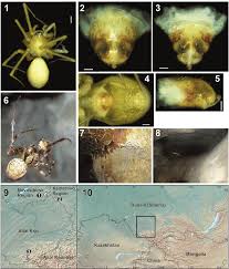 Attēlu rezultāti vaicājumam “Metellina merianae”