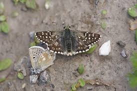 Attēlu rezultāti vaicājumam “Pyrgus alveus”