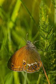 Attēlu rezultāti vaicājumam “Coenonympha hero underside”