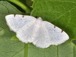 Attēlu rezultāti vaicājumam “Lomographa bimaculata”