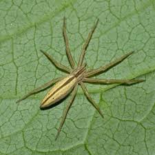 Attēlu rezultāti vaicājumam “Tibellus oblongus”