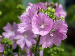 Image result for Malva moschata