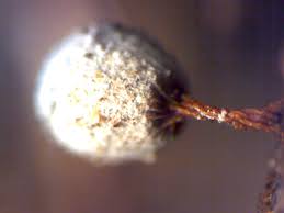 Attēlu rezultāti vaicājumam “Craterium aureonucleatum”