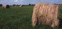 Iowa State University Extension - Crops - Forages