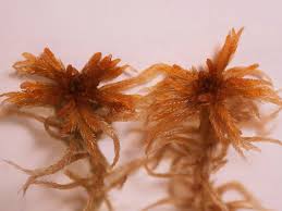 Attēlu rezultāti vaicājumam “Sphagnum fallax”