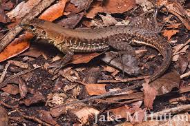 Attēlu rezultāti vaicājumam “Harminius undulatus”