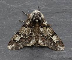 Attēlu rezultāti vaicājumam “Biston strataria”