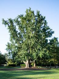 Attēlu rezultāti vaicājumam “Ginkgo biloba”