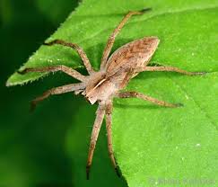 Attēlu rezultāti vaicājumam “Pisaura mirabilis male”