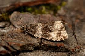 Attēlu rezultāti vaicājumam “Orthotaenia undulana”