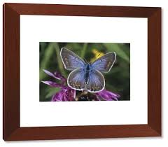 Attēlu rezultāti vaicājumam “Polyommatus icarus female”