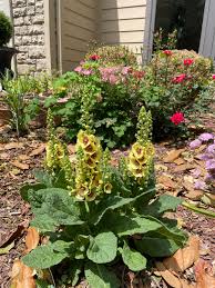 Attēlu rezultāti vaicājumam “Verbascum nigrum flower”