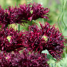 Image result for Papaver somniferum Black