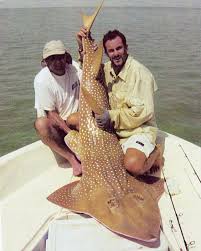 Image result for Rhynchobatus djiddensis