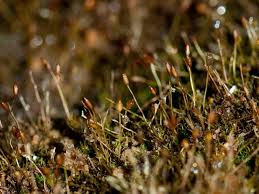 Attēlu rezultāti vaicājumam “Gyroweisia tenuis”