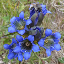 Attēlu rezultāti vaicājumam “Gentiana pneumonanthe flower”