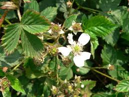 Attēlu rezultāti vaicājumam “Rubus plicatus flower”