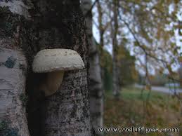 Attēlu rezultāti vaicājumam “Pholiota heteroclita”