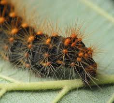 Attēlu rezultāti vaicājumam “Acronicta auricoma larva”