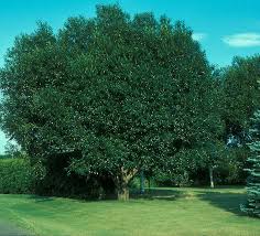 Attēlu rezultāti vaicājumam “Salix pentandra”