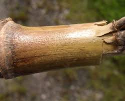 Attēlu rezultāti vaicājumam “Diderma radiatum stalked”