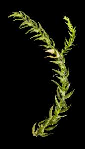 Attēlu rezultāti vaicājumam “Hygroamblystegium tenax”