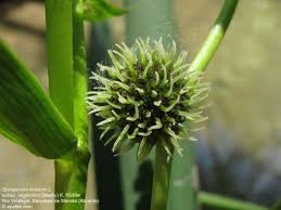 Attēlu rezultāti vaicājumam “Sparganiaceae”